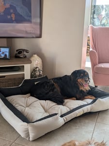Grand lit pour chien et chat 75 x 65 Gris clair - Kingdog taille M Photo du client 8
