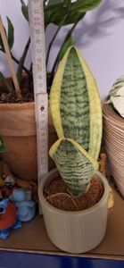 Sansevieria trifasciata Futura Superba 30-35 cm / Topf Ø 10 cm - bunter Bogenhanf Kunden-Foto 4