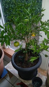 Citrus × clementina 80–100 cm Clementine – Klementine – Clementino Fotografie od zákazníka č. 1