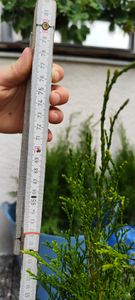 Thuja occidentalis Smaragd 80-100 cm SMARAGD ALBERO DELLA VITA Foto del cliente 9