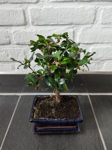 BALDUR Garten 1x Bonsai Carmona Fukientee Pflanze in einer 15 cm-Schale, Zimmer Bonsai, Zimmerpflanze, Grünpflanze, mehrjährig - frostfrei halten, Bonsai Carmona microphylla Kunden-Foto 1