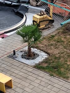 Trachycarpus fortunei 130 - 150 cm Palme Hanfpalme, winterhart bis -18°C Kunden-Foto 7