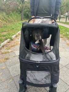 COSTWAY Skládací vozík pro psy, kočárek pro psy do 40 kg, vozík pro kočky se 4 koly, nastavitelnou střechou, síťovanými okny a 3 kapsami, kočárek pro domácí mazlíčky, černý Fotografie od zákazníka č. 1