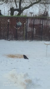 Vogelfood 25 kg Streufutter für Vögel Wildvogelfutter Ganzjahresvogelfutter Sommerfutter Kunden-Foto 1