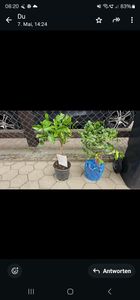 Drzewko limonki kaffir 70–100 cm – Citrus Hystrix (limonka kaffir, combava, papeda) – egzotyczna roślina cytrusowa do kuchni, na balkon i taras Zdjęcie produktu od klienta nr 6