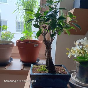 Bonsai Chinesischer Feigenbaum - Ficus retusa - ca. 6 Jahre