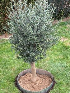 Olivenbaum Olive "Angebot" 150 - 180 cm, beste Qualität, winterhart, Olea Europaea Kunden-Foto 50