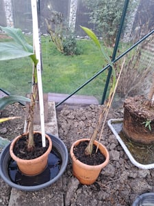 Musa Basjoo winterharte Banane 100-140 cm  winterfest  schnell wachsend  exotische Gartenpflanze  robuste Bananenpflanze Kunden-Foto 6