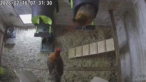 MyCozyNest Legenest für Hühner aus Polypropylen – Hühnernest mit Verdunkelungsvorhang & Belüftung – Wandmontage Kunden-Foto 1