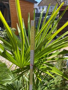 Seltene Trachycarpus Wagnerianus Hanfpalme bis 120 cm Höhe Frosthart bis -19 Grad Kunden-Foto 12