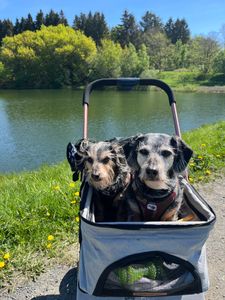 LOVPET® Hundewagen 2in1 Hundebuggy Hundebox Transporttasche Faltbar klappbar bis 20 kg Haustiere Buggy mit Netzfenstern & Regenschutzabdeckung Jogger Katzenbuggy für kleine Hunde Katzen Kunden-Foto 3