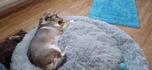 IMKERSHOP Kauartikel für Hunde – Hundesnack – In Form eines Knochens – Sicher – Kalbsleder, Geschmack Honig, Größe 12,7 cm Kunden-Foto 2