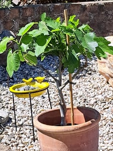 Feigenbaum - hell UND dunkel - in 1 Topf, Obstbaum, winterhart, Ficus Carica, Feige Kunden-Foto 5