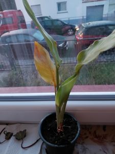 Strelitzia nicolai 25 cm Drzewo Strelitzia Drzewo Kwiat rajskiego ptaka Zdjęcie produktu od klienta nr 2