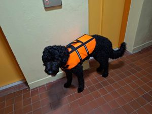 Nobby Hunde Schwimmhilfe, Größe XXXL Kunden-Foto 1