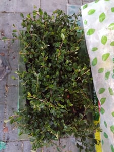 Cotoneaster dammeri 'Major' resistente 48 plantas 25cm Ø9cm cubresuelos arbusto Foto del cliente 2