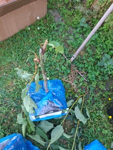 Zure kers 'Morello' 100–120 cm | *Prunus cerasus* Schattenmorelle | Robuuste, winterharde kersplant | Productieve kersboom voor de tuin Klantenfoto 1