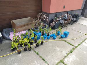 Prunus serrulata 'Kanzan' 100–120 cm – japonská třešeň, okrasná třešeň, růžový kvetoucí strom, mrazuvzdorný okrasný strom do zahrady a předzahrádky Fotografie od zákazníka č. 6