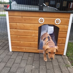 Outentin Hundehütte Outdoor Winterfest für Große Hunde – Isoliertes & Wetterfestes Hundehaus mit Flachdach zum Öffnen –Holz – 105x71x64 cm – Grau Kunden-Foto 1