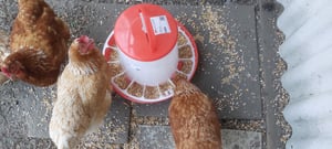 Mucola dozownik paszy karmnik dla kurczaków plastikowa stacja żywienia karmnik dla drobiu kolumna żywieniowa silos żywieniowy - 6 kg Zdjęcie produktu od klienta nr 4