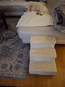 Hundetreppe für kleine Hunde