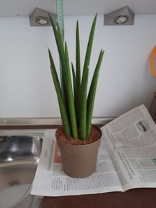 Sansevieria Cylindrica Straight ok. 40 cm Konopie kokosowe Język teściowej lepsze powietrze w pomieszczeniach Zdjęcie produktu od klienta nr 5