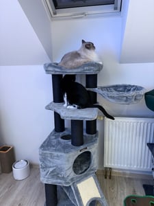 FEANDREA Kratzbaum 186 cm, Katzenbaum für große katzen, 13 dicken Säulen (11 cm d), stabil, Kippschutz, Tintenschwarz Kunden-Foto 21