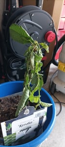 Czereśnia 'Kordia' 100-120 cm | Prunus avium | drzewo owocowe Czereśnia do ogrodu | późno dojrzewająca i wysokowydajna Zdjęcie produktu od klienta nr 4