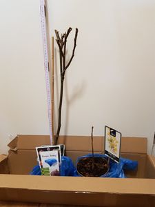 Figuier 'Brown Turkey' sur tige 70-100 cm - Ficus carica 'Brown Turkey' - variété mi-précoce Photo du client 1