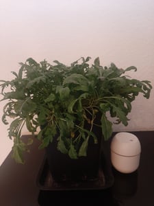 Enseleits 2x Rucola Pflanze, Salatrauke,Diplotaxis tenuifolia, Nachhaltiger Anbau! Kunden-Foto 1