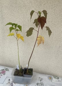 XXL Hibiscus moscheutos 'Royal Gem' ®  Riesenhibiskus Staudenhibiskus Kunden-Foto 3