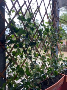 10x Bluszcz Hedera Hibernica 100-140 cm - Zimozielone rośliny pnące na gęsty 3-metrowy żywopłot, szybko rosnące i odporne Zdjęcie produktu od klienta nr 6