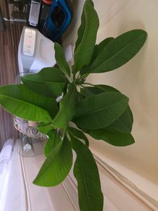 Frangipanier - Plumeria rubra 'Hawaii' - Hauteur 45-55cm - ⌀17cm Photo du client 3