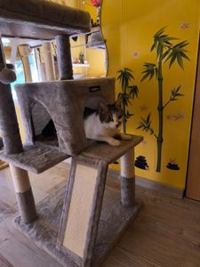 FEANDREA Arbre à chat 96cm avec grotte de câlins Tour d'escalade pour chats Griffoir Photo du client 2