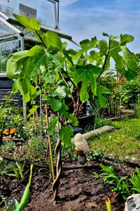 Feigenbaum - hell UND dunkel - in 1 Topf, Obstbaum, winterhart, Ficus Carica, Feige Kunden-Foto 14