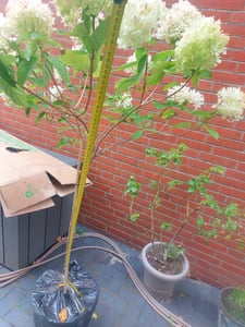 Horstensie Rispenhortensie Stamm 170 cm Hercules weiß Hydrangea Paniculata winterhart Kunden-Foto 1