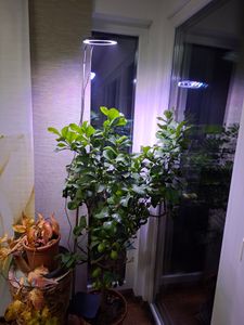 Pflanzenlampe LED Vollspektrum mit Standfuß 155cm Höhenverstellbar 3 Modi 72LED Pflanzenlicht Dimmbar Zimmerpflanzen Grow Lampe, Schwarz, Stecker Kunden-Foto 1