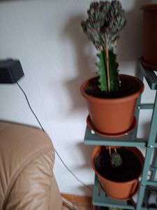 Bloomique - Euphorbia Lactea Cristata - Euphorbe cristée - Plante d'intérieur - Dépolluante - Sans danger pour les animaux - Facile d'entretien - Hauteur 20-30 cm - Pot 11 cm Photo du client 1