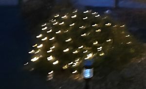 LED-Batterie-Netz außen 100er, 1,5 x 1,5 m mit Timer für 3 x AA Kunden-Foto 1