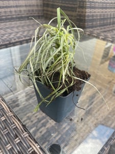 Amerikanisches Pampasgras 1 Stück  P9 20-50 cm Cortaderia selloana Rosea Kunden-Foto 3