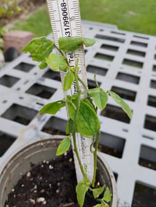 Blauwe besstruik 'Bluecrop', circa 30 cm hoog – *Vaccinium corymbosum*.  Een productieve blauwe bessenstruik, geschikt voor tuin, balkon en potten Klantenfoto 2