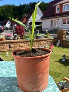 BALDUR Garten 1x Winterharte Banane 'grün', Pflanze im 12 cm-Topf, Faserbanane Bananenbaum Musa basjoo Bananenpflanze, mehrjährige winterharte Staude, Bananen-Früchte essbar Kunden-Foto 2