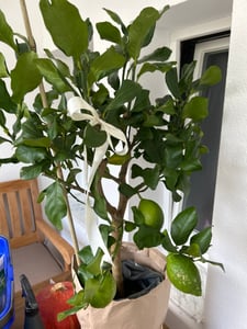 Grünwaren: echter Zitronenbaum 70 - 100 cm Zitrone Citrus Limon Zitruspflanze Kunden-Foto 4