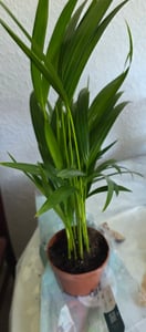 Zestaw 3 roślin:
* Chamaedorea (palma pokojowa)
* Livistona (palma wachlarzowa)
* Areca (palma arekowa, znana również jako "palma z złotymi owocami") Zdjęcie produktu od klienta nr 1