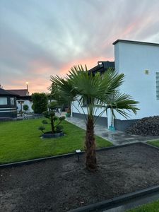 XXXXL 210 - 230 cm Trachycarpus fortunei Hanfpalme, winterharte Palme bis -18°C Kunden-Foto 2