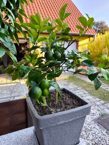 Orangenbaum Arcobal 70–100 cm – Citrus sinensis ‘Arcobal’ – exotischer Zitrusbaum, aromatische Früchte, Kübelpflanze für Balkon & Terrasse Kunden-Foto 3