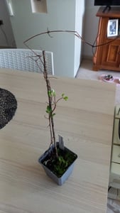 Clematis Destiny 30–50 cm – veľkokvetá plamienka v črepníku | Popínavá rastlina do záhrady a na balkón Fotografia od zákazníka č. 1