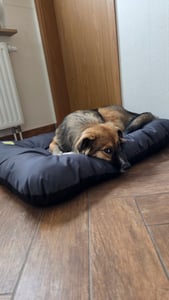Domarex Wasserdichtes Hundebett Beige, 120x70cm - Weiches Hundekissen Orthopädisches Haustierbett mit Rutschfestem Boden und Waschbarem Bezug Kunden-Foto 1