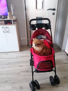 PawHut Hundewagen Pet Stroller für kleine Hunde Haustierwagen Oxford Blau Kunden-Foto 2