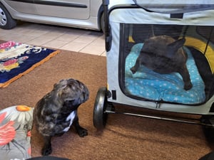 WISFOR Hundebuggy Ein-Klick-Falten, Hundewagen für mittelgroße und große Hunde bis 50kg, Hundeanhänger Hundetasche mit verstellbar Griff Kunden-Foto 4